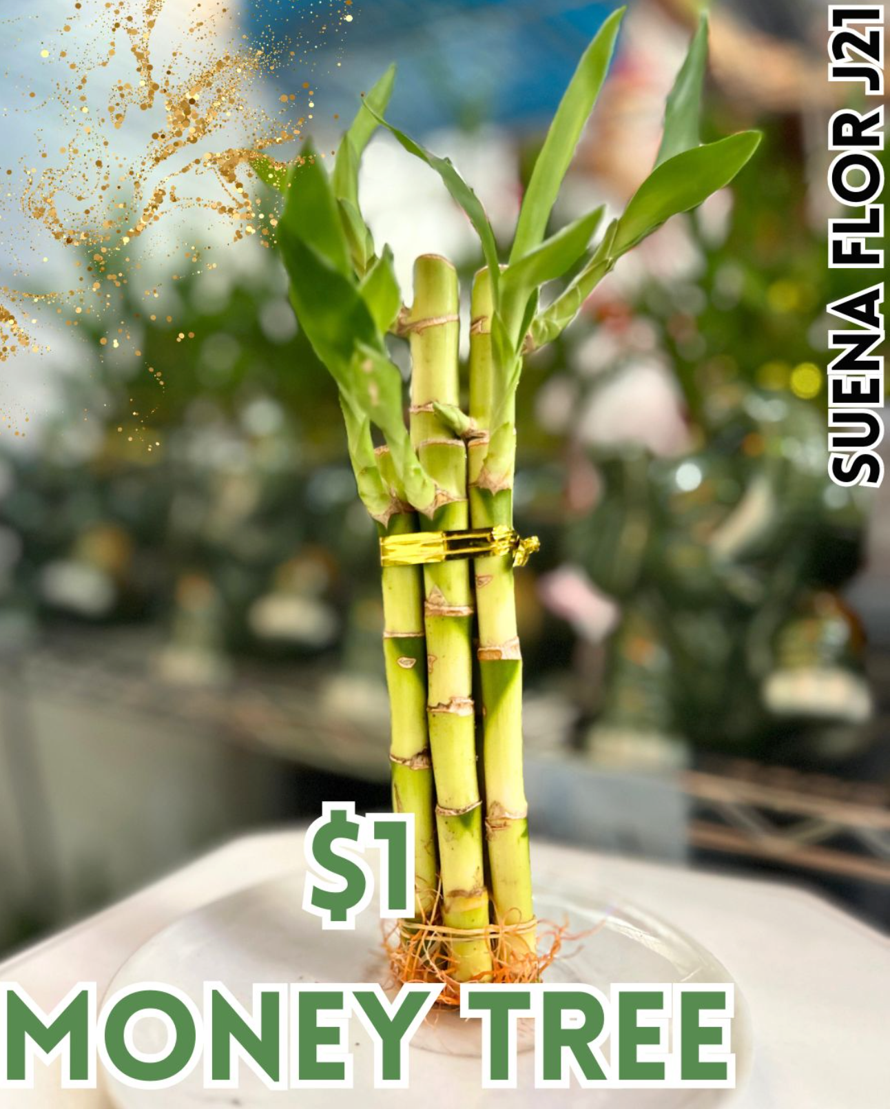 $1 Money Tree at the Pomona Valley Indoor Swap Meet