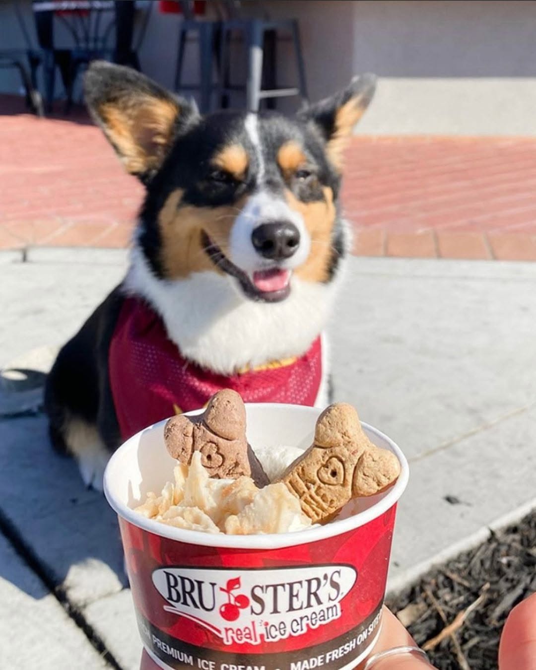 Free Doggie Treats at Bruster's Eastvale